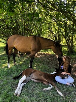 2,5 letá APH klisna - 12