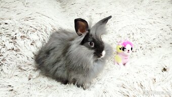 Zakrslý králík, králíček - HOLLY - 12