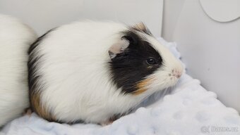 Zakrslý beránek, králíček,6- BARČA A BOBINKA - 12