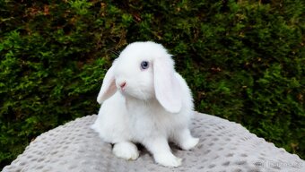 Zakrslý beránek, králíček, králík - TYMIÁN - 12