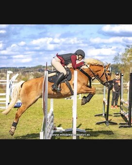 Klisna hafling - pony B do sportu - 12