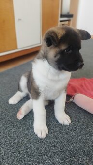 Americká akita štěňátka pejsek a fenečka - 12
