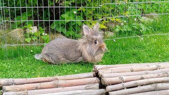 Zakrslý králík, králíček - BELLA - 12