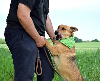 INKY K ADOOPCI - 2 ROKU,PŘÁTELSKÝ, KAMARÁD,VHODNÝ K SENIORŮM - 12