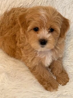 Maltipoo - 12