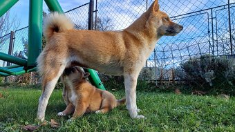 shiba inu - 12