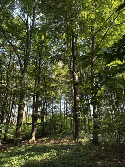 Prodej lesního pozemku v k.ú. Liberk - 12