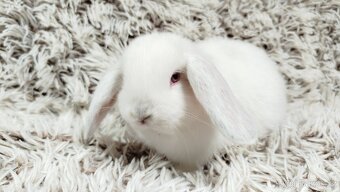 Zakrslý beránek, králíček, králík - MOLLY - 12