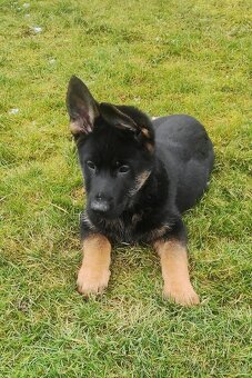 Německý ovčák - štěňata s PP - 12