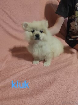 Špic pomeranian štěňátka - 12