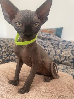 Kočičky Sphynx - 12