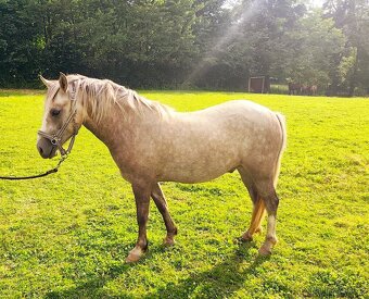 Valašek Český sportovní pony - 12