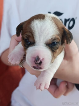 štěňata Jack Russell teriéra s PP - 12
