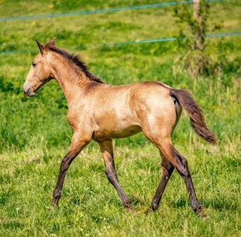 LUSITANO hřebec - připouštění - mražené ID - 12
