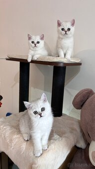 Britská stříbřitá bez PP - 12