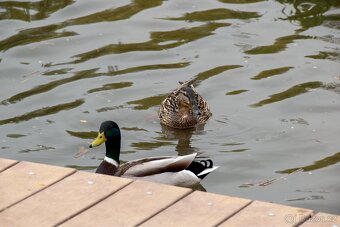 Nikon D5500 + univerzální objektiv - 12