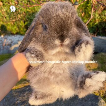 Minilop zakrslý beránek králík z chovné stanice - 12