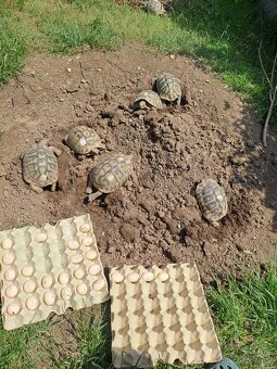 Suchozemské želvy + terária - 12