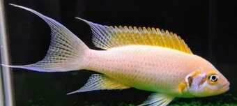 TLAMOVCI TANGANIKA MALAWI - 12