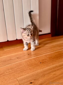 Skotská klapouchá kočka, scottish straight s PP - 12