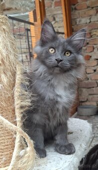Maine coon,  mainska myvalia s PP - 12