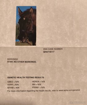 Krásná Grullo Klisna - 12