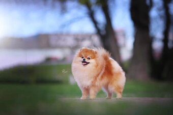 Pomeranian - luxusní štěňátka - 12