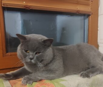 Britská koťátka modrá bicolor - 12