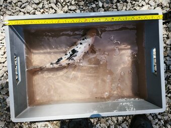 KOI kapr cca 50cm - 12