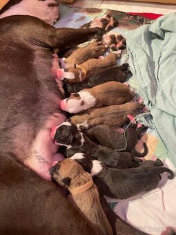 🐾 Americký stafordširský teriér – štěňátka s PP k rezervaci - 12