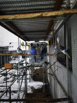 Andulka vlnkovaná 2025 po výstavních rodičích - 12