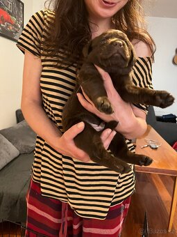 Labradorský retriever - štěňátka - 12