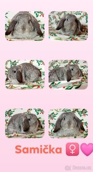 Samička Zakrslý Beránek MiniLop ❤️ - 12