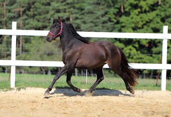 Z jara 3 letý valach Barock pinto - Frís - 12