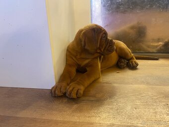 Bordeauxska doga s PP - 12