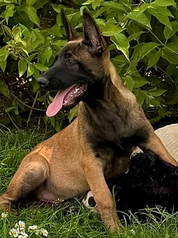 BELGICKÝ OVČÁK MALINOIS - ŠTĚŇATA S PP - 12