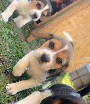 Štěně bígla Praha / bigl, bígl, beagle štěňata - 12