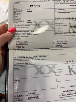 Prodám 2 osly - 12