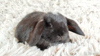 Zakrslý beránek, králíček, králík - ELLA - 12