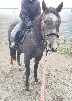 Quarter horse 2,5 roku . - 12