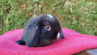 Zakrslý beránek, králíček, králík - DENIS - 12