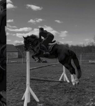 ČT kobyla 2012 - 12