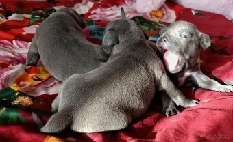 Stafordšírský bulteriér - 12