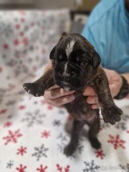 Německý boxer Žíhaný - 12