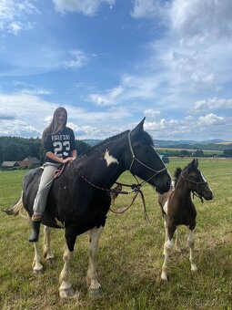 6 letá Barock Pinto - 12