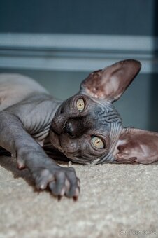 Kanadský Sphynx - 12