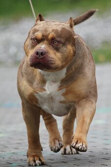 American bully XL XXL - 12
