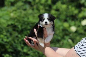 Miniaturní americký ovčák - 12