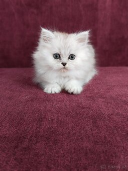 Perská koťátka - 12