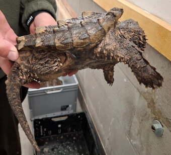 Prodám kajmanky supí - 12